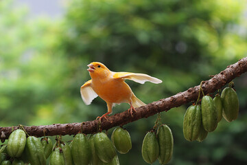 canary bird sitting on a twig.canary bird sitting on nature background