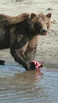 Brown bear eating a caught salmon, Kamchatka, Russia. Vertical video