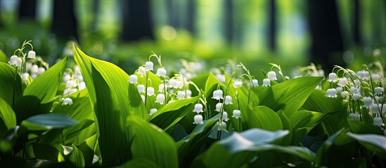 Forest background displays lilies in green season