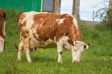 A cow grazes the grass near the house, in Bistrita Romania