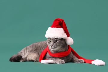 Cute cat in Santa hat with scarf on green background