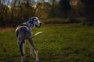 2023-11-12 A LARGE GREY AND WHITE GREAT DANE LOOKING OVER ITS SHOULDER WITH A GREEN BLURRY BACKGROUND AT THE OFF LEASH AREA AT MARYMOOR PARK IN REDMOND WASHINGTON