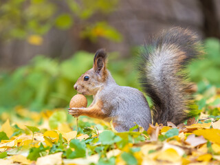Autumn squirrel with nut sits on green grass with fallen yellow leaves