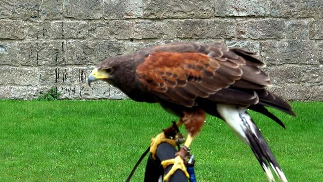 A trained  eagle perched connected to its jess waiting for signal from his trainer