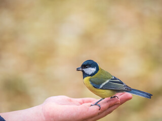 A tit sits on a man's hand and eats seeds.