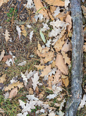 Orange, brown and yellow fallen oak leaves in the sunlight.