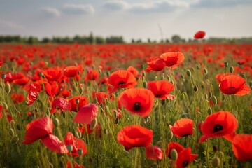 image of vibrant red poppies in a field. Generative AI