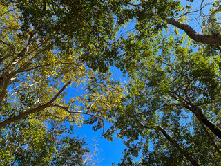 Trees and green leaves on bright blue sky background. Worm's-eye view. At Ubon Ratchathani, Thailand