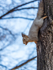 Squirrel sitting upside down on a tree trunk. The squirrel hangs upside down on a tree against colorful blurred background. Close-up.