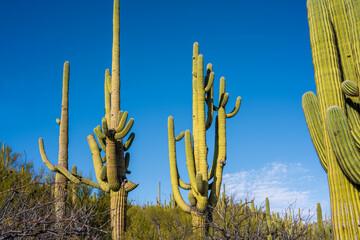 A long slender Saguaro Cactus in Catalina SP, Arizona