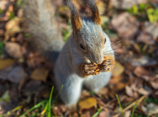 Autumn squirrel with nut sits on green grass with fallen yellow leaves