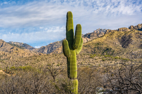 A long slender Saguaro Cactus in Catalina SP, Arizona