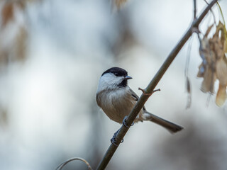 Cute bird The willow tit, song bird sitting on a branch with bright green background. The willow tit, lat. Poecile montanus.