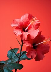 Blooming nature plant beauty flowers red floral blossom flora green garden hibiscus tropical