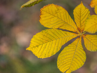 Yellow Horse chestnut leaves in autumn