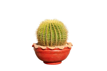 Echinocactus grusonii golden barrel cactus