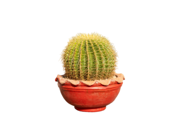 Echinocactus grusonii golden barrel cactus