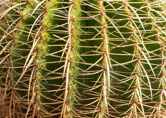 Golden Barrel Cactus echinocactus grusonii closeup view