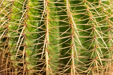 Close-up of a golden barrel cactus echinocactus grusonii or golden ball closeup view