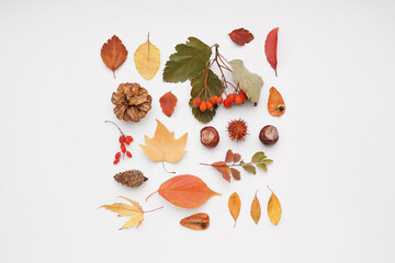 Autumn leaves and natural forest decor on white background