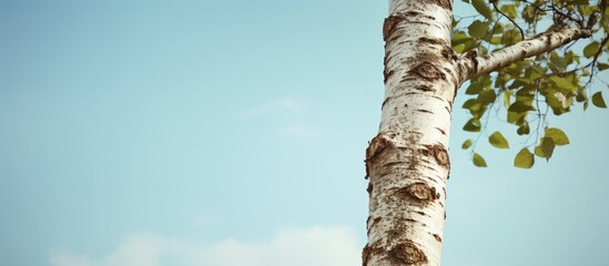 Close up of a birch trees trunk