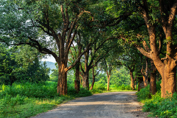 Fototapeta na wymiar 10th October, 2023, Topchachi, Jharkhand, India: Beautiful village road with forest both side of the road and few people walking on the road. Selective focus.