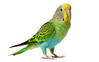 Naklejka premium Elegant Colorful Parakeet Bird with Vibrant Feather Isolated on Transparent Background PNG.