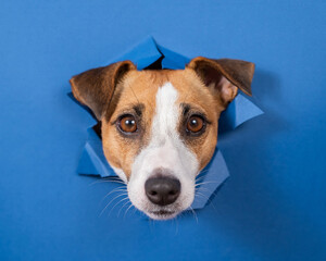 Funny dog jack russell terrier leans out of a hole in a paper blue background. 