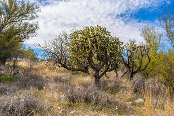 A Teddy Bear Cholla in Catalina SP, Arizona