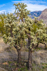 Obraz premium A Teddy Bear Cholla in Catalina SP, Arizona