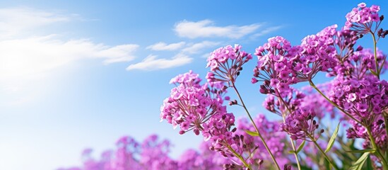 Limonium thriving in sunlight