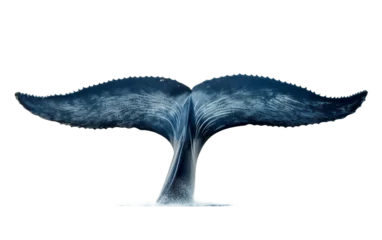 Fotobehang Dangerous Stunning Majestic Whales Massive Tail Isolated on Transparent Background PNG. © Saad