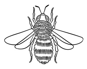 Hand-drawn illustration of a honey bee