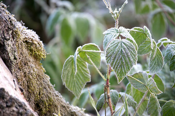 Green raspberry leaves covered in winter frost