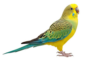 A Friendly Colorful Pet Parakeet Bird with Vibrant Feather Isolated on Transparent Background PNG.