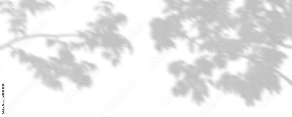 Wall mural cutout shadow trees branches shade composition on transparent backgrounds 3d render png