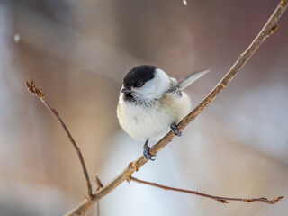 Cute bird the willow tit, song bird sitting on a branch without leaves in the winter.