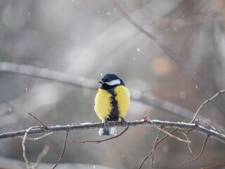 Cute bird Great tit, songbird sitting on a branch without leaves in the autumn or winter.