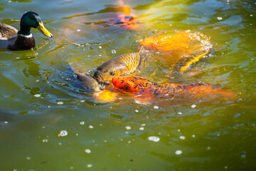 Koi fish eat food. Koi fish swimming in the pond. 