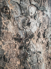 Wood bark texture of tree trunk background with termite sand construction