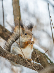 The squirrel with nut sits on tree in the winter or late autumn