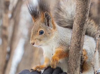 The squirrel sits on a branches without leaves in the winter or autumn