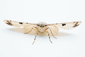 白背景に翅を広げて止まるヨモギエダシャク蛾の成虫、正面