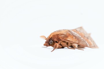 白バックに褐色のマツカレハ蛾の頭部のクローズアップ