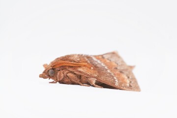 ホワイトバックにフワフワな鱗粉を持つ茶色のマツカレハ蛾、側面