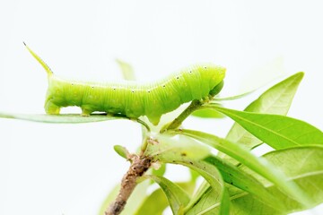 白背景にヒメクチナシの葉を食べるオオスカシバの中齢幼虫
