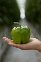 Holding green pepper