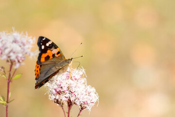 フジバカマの花から吸蜜するアカタテハ蝶（自然光・マクロレンズ接写）