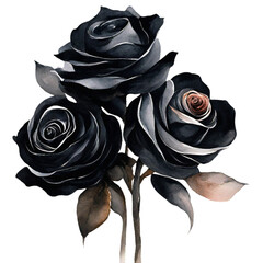 Black Rose Symbol of Romance and Beauty