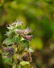 wild life flower background, forest landscape